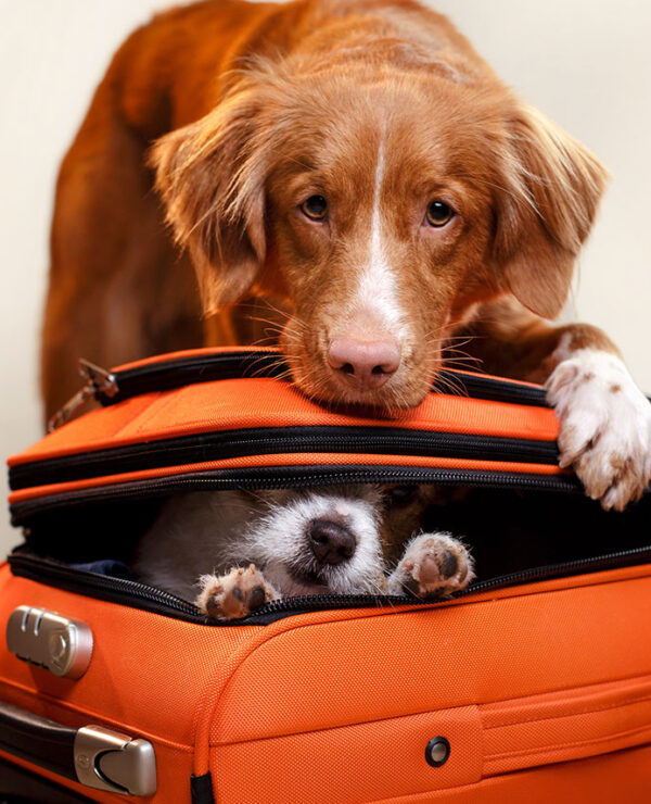Zwei Hunde, einer der seinen Kopf auf den Koffer lehnt und einer, der aus dem Koffer schaut